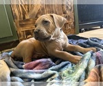 Litter of 12 - Male(s) and Female(s) Cane CorsoLitter of Puppies for Sale - Photo #4