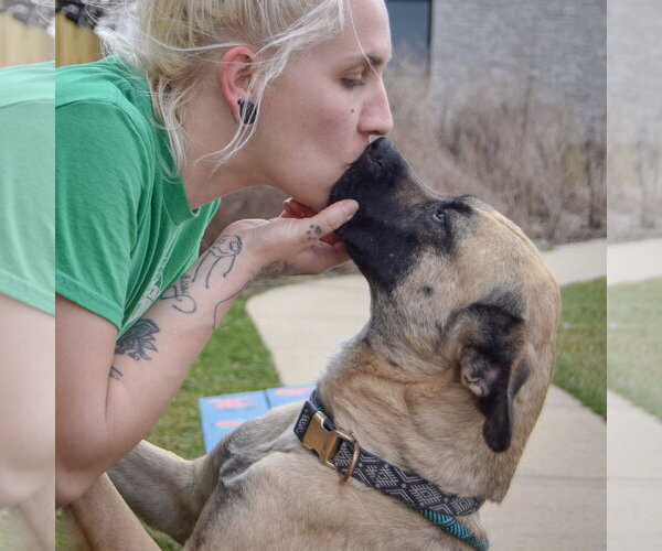 Medium Photo #3 Boxer-German Shepherd Dog Mix Puppy For Sale in Huntley, IL, USA