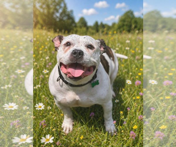 Medium Photo #1 Olde Bulldog Puppy For Sale in Cranford, NJ, USA