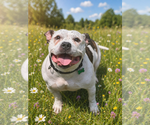 Small Olde Bulldog