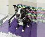 Small #2 American Pit Bull Terrier