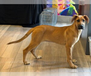 Great Dane-Unknown Mix Dogs for adoption in Woodbury, NY, USA