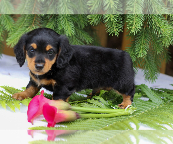 Medium Photo #4 Dachshund Puppy For Sale in GOSHEN, IN, USA