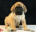 Small Photo #1 Mastiff Puppy For Sale in SUGARCREEK, OH, USA