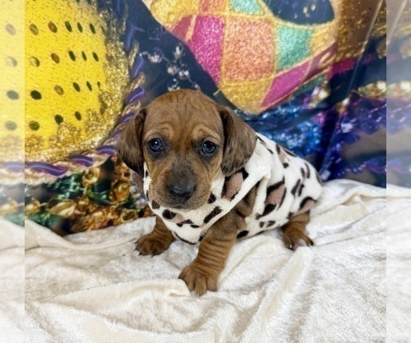 Medium Photo #15 Dachshund Puppy For Sale in CASSVILLE, MO, USA
