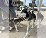Small #6 Siberian Husky
