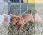Small Photo #5 Dogue de Bordeaux Puppy For Sale in BOYKINS, VA, USA