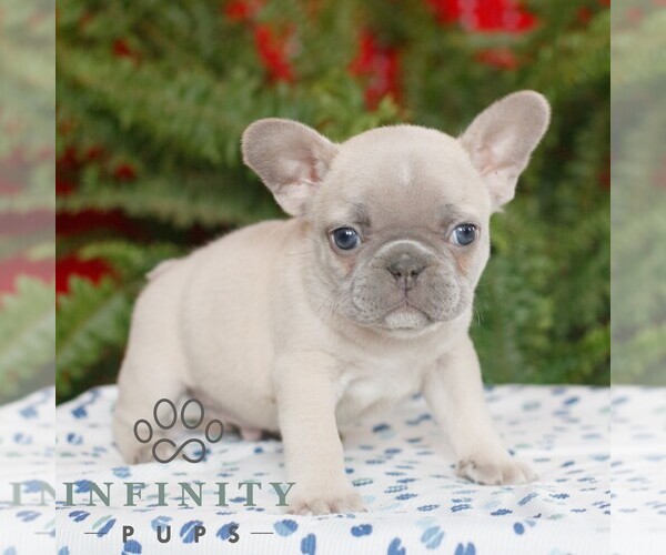 Medium Photo #4 French Bulldog Puppy For Sale in RONKS, PA, USA