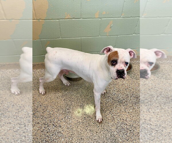 Medium Photo #2 Boxer Puppy For Sale in Austin, TX, USA