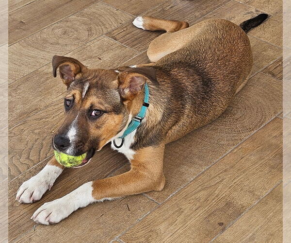 Medium Photo #2 Mutt Puppy For Sale in Woodbury, NY, USA