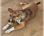 Small #1 Mutt
