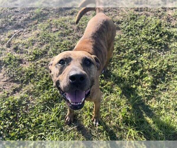 Medium Photo #3 American Pit Bull Terrier-Unknown Mix Puppy For Sale in Ocala, FL, USA