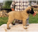 Puppy Daphne Anatolian Shepherd