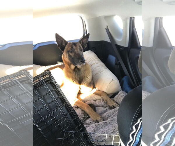 Medium Photo #12 Mutt Puppy For Sale in Stevens Point, WI, USA