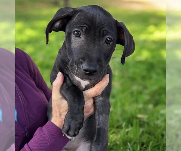 Medium Photo #8 Border Collie-Unknown Mix Puppy For Sale in San Diego, CA, USA