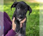 Small #7 Border Collie Mix