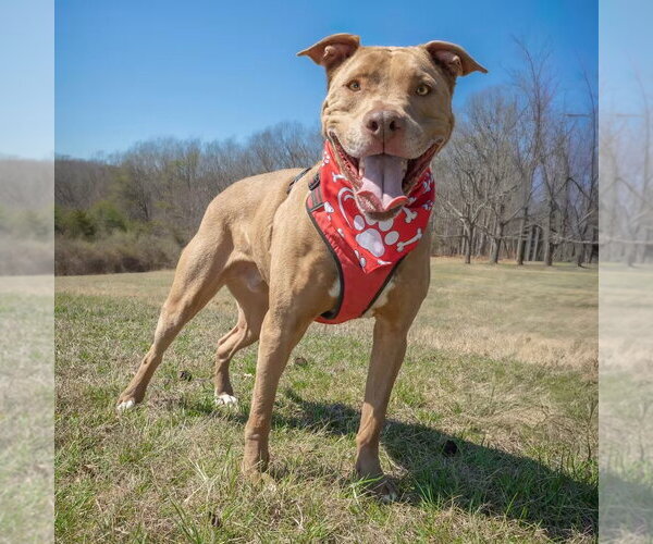 Medium Photo #3 Mutt Puppy For Sale in Monterey, VA, USA