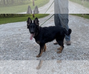 German Shepherd Dog Puppy for sale in CORNELL, MI, USA