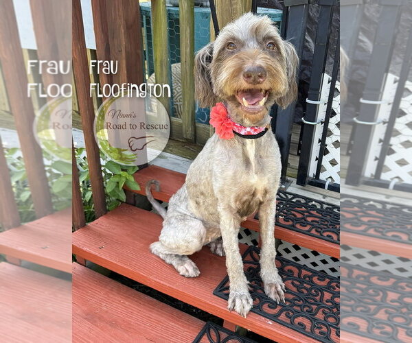 Medium Photo #5 Poodle (Standard)-Unknown Mix Puppy For Sale in Benton, LA, USA