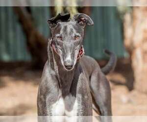 Vance - Male Greyhound Dog for Adoption - Photo #4
