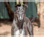 Small Photo #4 Greyhound Puppy For Sale in Cherry Hill, NJ, USA