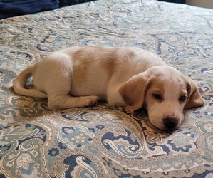 Beagle Puppy for sale in NEW ORLEANS, LA, USA