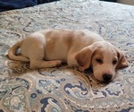 Small Photo #1 Beagle Puppy For Sale in NEW ORLEANS, LA, USA