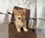 Puppy Jesse American Corgi