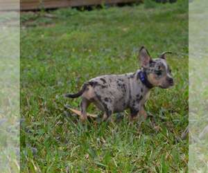 American Bully Puppy for sale in WHITE SPRINGS, FL, USA
