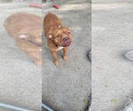 Small #2 American Pit Bull Terrier Mix