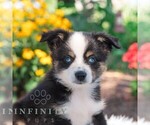 Small Miniature Australian Shepherd