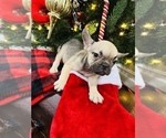 Small Photo #5 French Bulldog Puppy For Sale in BARBOURVILLE, KY, USA