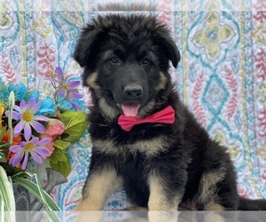 German Shepherd Dog Puppy for sale in LANCASTER, PA, USA