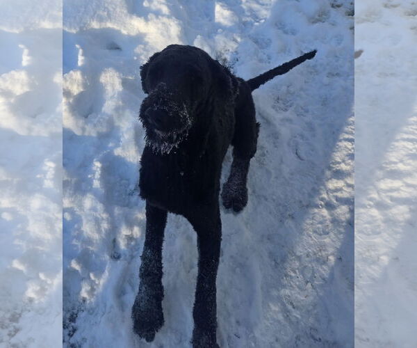 Medium Photo #2 Poodle (Standard)-Unknown Mix Puppy For Sale in Thomasville, NC, USA