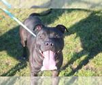 Small #1 American Pit Bull Terrier