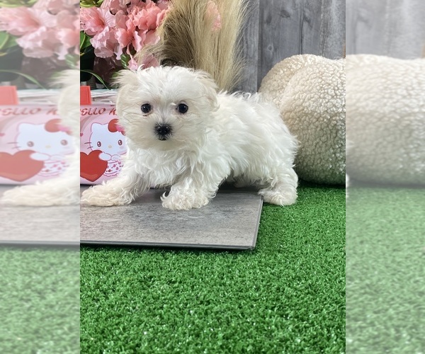 Medium Photo #2 Maltese Puppy For Sale in CANOGA, NY, USA