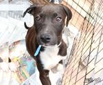 Small #3 German Shorthaired Lab
