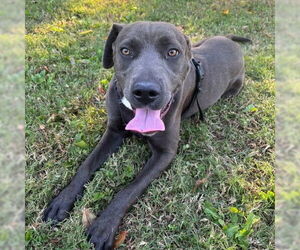 Unknown-Weimaraner Mix Dogs for adoption in Murfreesboro, TN, USA