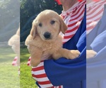 Small #1 Golden Retriever