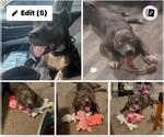 Small American Staffordshire Terrier Mix