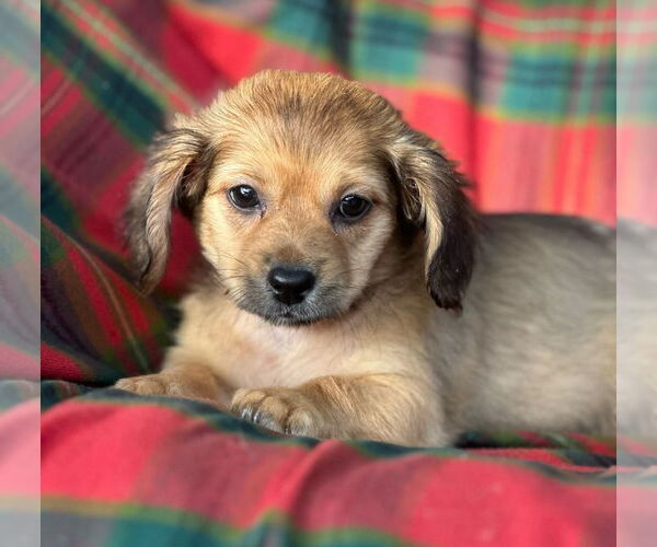 Medium Photo #3 Dachshund-Unknown Mix Puppy For Sale in Weston, FL, USA