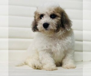 Havanese Puppy for sale in CINCINNATI, OH, USA