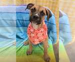 Small Boxer Mix