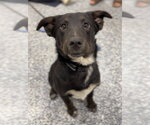 Small #3 Australian Shepherd-Irish Wolfhound Mix