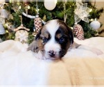 Puppy Puppy 4 Lennox Miniature Australian Shepherd