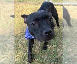 Mutt Dogs for adoption in Tulsa, OK, USA