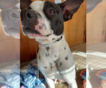 Small #19 Rat Terrier Mix