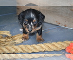 Puppy Tasha Dachshund