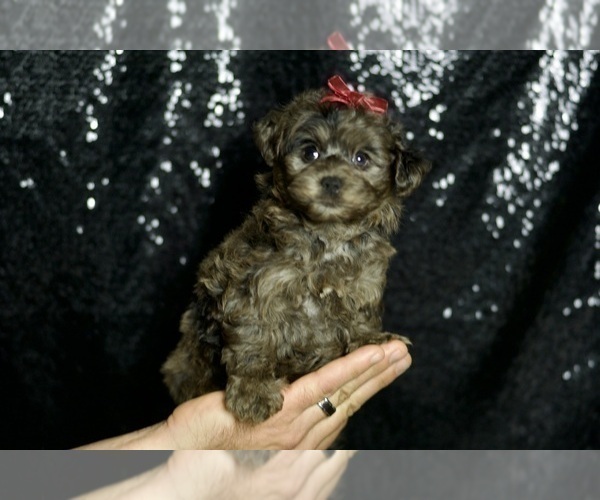 Medium Photo #89 Yorkipoo Puppy For Sale in WARSAW, IN, USA