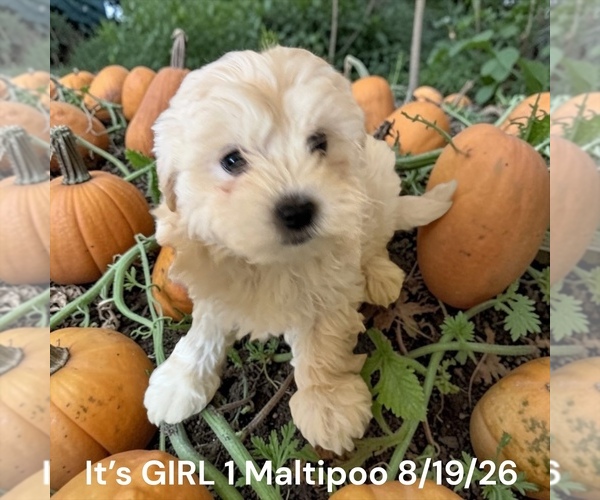 Medium Photo #5 Bernedoodle (Miniature) Puppy For Sale in MONTPELIER, OH, USA